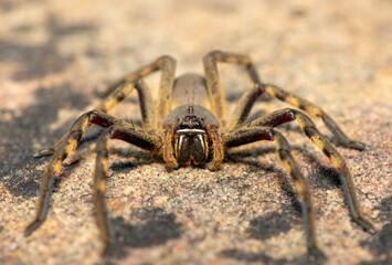 A beautiful female Cape rain spider (Palystes castaneus), a species of huntsman spider, on a rock in the Western Cape, South Africa