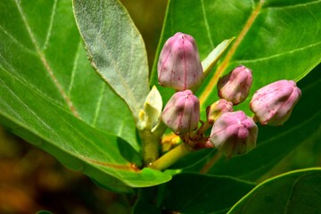A cluster of purple and white waxy flower buds of the Crown Flower (Calotropis gigantea) shrub in a...