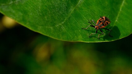 A red and black Firebug (Pyrrhocoris apterus) walks across the vibrant green leaf of a Crown Flower (Calotropis gigantea) plant.