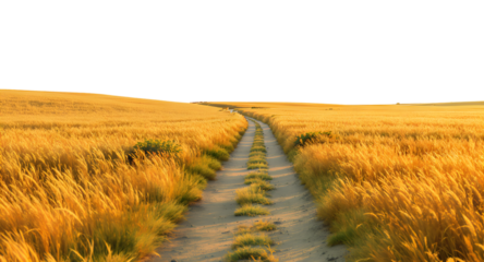 Golden Wheat Field with Dirt Path Under Clear Sky in Transparent Background