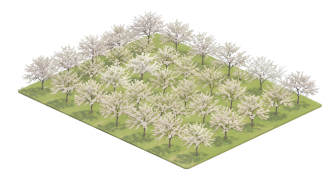 Isometric Apple Orchard with White Blossoms on Green Field Transparent Background