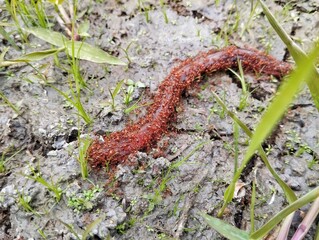 A group of red ants are swarming around an eel carcass in a rice field.