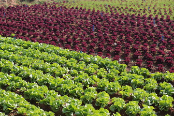 Red and green lettuce field.