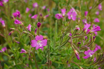Vibrant pink wildflowers blooming in summer meadow near Nottingham, England.