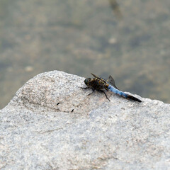 (Orthetrum cancellatum) Orthétrum réticulé ou orthètre réticulé, libellule mâle d'aspect bleu pruiné posé sur une rocher les ailes rabattues en avant à l'affut de petits insectes en vol
