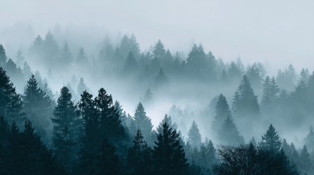 Misty mountain forest (1)