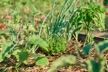Close up of thyme plant on raised wooden bed in backyard kitchen garden