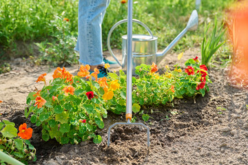 Garden hand metal tool hoe for weed control, soil cultivation, on bed of nasturtium flowers