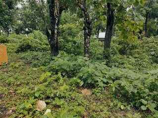 Dense forest landscape featuring various plants and tall trees under bright natural light, evoking tranquility and nature's abundance, ideal for concepts of greenery and natural beauty.