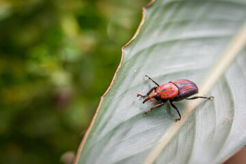 Close-up of a red and black palm weevil (Rhynchophorus ferrugineus) on a green tropical leaf, showing detailed body markings and texture, with a blurred natural background