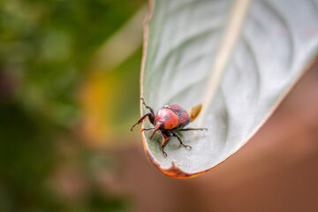 Close-up of a red and black palm weevil (Rhynchophorus ferrugineus) on a green tropical leaf,...