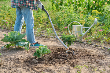 Garden hand metal tool hoe for weed control, soil cultivation, on vegetable beds