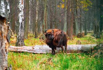 European wood bison (wisent, zubr, Bison bonasus), adult female in a birch and coniferous forest. Beautiful autumn landscape and wild animal in Prioksko-Terrasny Biosphere Reserve, Moscow, Russia © little_mouse