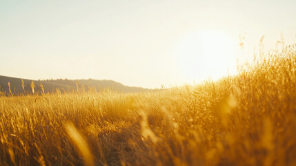 Golden grass sways gently under bright sunlight in an open field. Golden hour, sunny day, cinematic landscape.