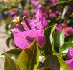 Pink Bougainvillea Flowers in Bloom