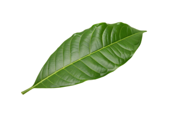 Vibrant green leaf isolated on black background for botanical nature design and eco-friendly theme