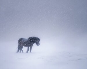 Lone icelandic horse stands in a vast snowy landscape under a muted sky
