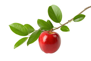 Vibrant red apple hanging from a branch with green leaves against a white background for freshness