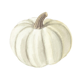 Watercolor white pumpkin on white. Autumn card