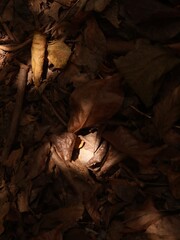 Natural Brown Earth Abstract Background