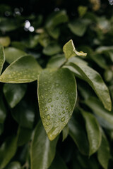 Vibrant green leaves holding sparkling raindrops after rain shower