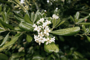 White flowers and green leaves of pittosporum tobira after rain