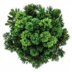 Fototapeta premium From above jungle lush tree with copy space top view isolated on transparent background