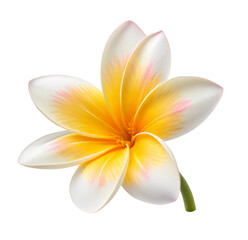 Naklejka premium Beautiful plumeria frangipani flower in full bloom isolated on black background vibrant petals