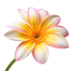 Fototapeta premium Close-up of a vibrant multicolored flower isolated on a dark background with detailed petals view