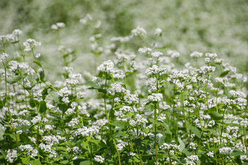 하얗게 개화된 메밀꽃의 풍경
