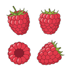 Raspberry Illustrations Various Angles of the Delicious Berry