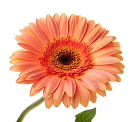 Vibrant orange gerbera daisy isolated on black background floral beauty bloom close up detail view