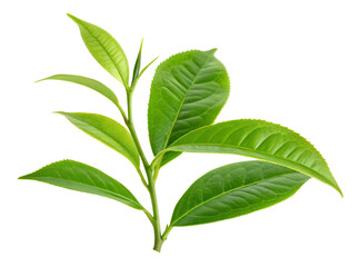 Obraz premium Fresh green tea leaves isolated on transparent background for health and wellness concept