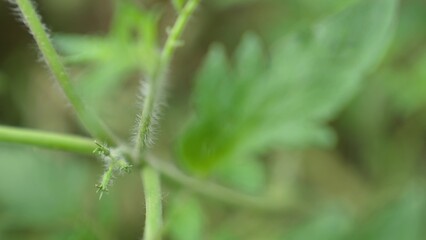 Pepper sprout in a garden bed in rain in a farm field, clear water watering the shoots of a growing seedling, agriculture, green planet ecology, gardening concept, growing vegetables on the ground.