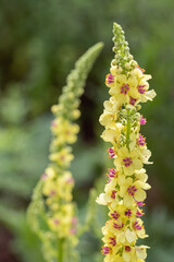 Detailed photo of the inflorescence of black mullein (Verbascum nigrum).