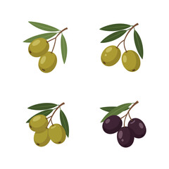 Olive Branch Variety Green and Black Olives with Leaves
