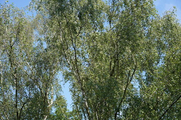 Teilaufnahme von Birken im Sommer