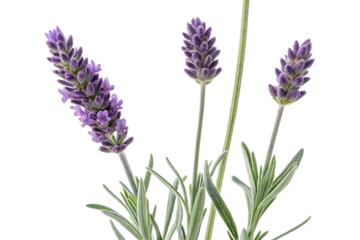 Ai generated image of a closeup of three vibrant purple lavender flower spikes with green leaves, isolated on a transparent background, evoking a sense of calm, relaxation, and natural wellness