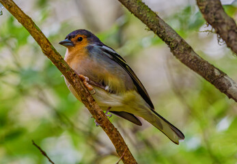 Fototapeta premium Madeiran chaffinch resting on a branch in forest Portugal