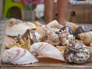 seashells on the beach