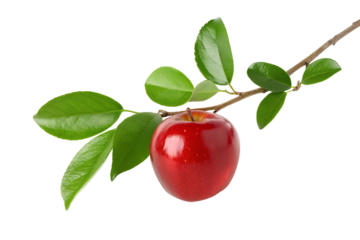 Fresh red apple hanging from leafy branch symbolizing farmers market produce and organic growth