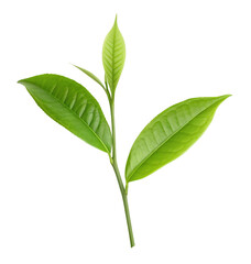 Fresh green tea plant with vibrant leaves on white background for natural health inspiration