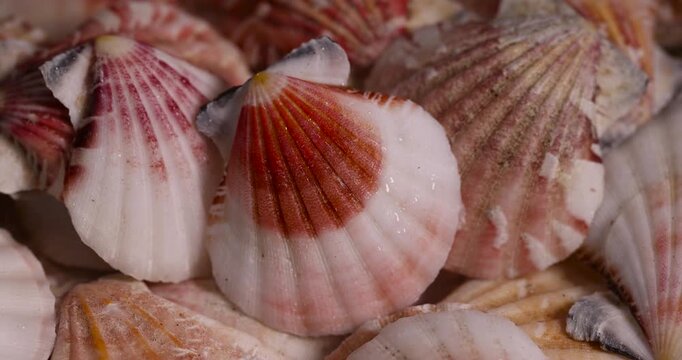 wet empty shells of marine mollusks stacked in one pile, dumped together empty washed shells of snails and other mollusks in drops of water