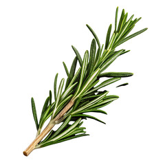 Fototapeta premium Fresh organic rosemary herb showcasing vibrant aromatic green leaves for culinary seasoning use