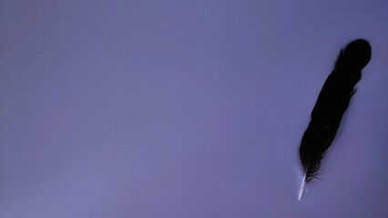 black feather on purple background