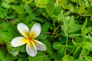 A beautiful white and yellow frangipani flower rests peacefully amidst a bed of lush green leaves.