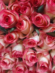 Charleston roses with green leaves at South Korea's flower market - Closeup