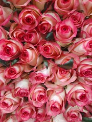 Charleston roses with green leaves at South Korea's flower market