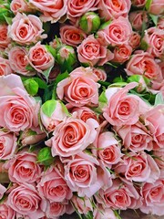 Fresh and beautiful pink roses with green leaves at South Korea's flower market