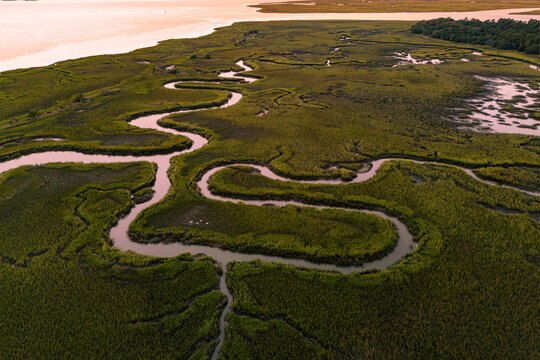 4 Egrets Flying Home For the Night
